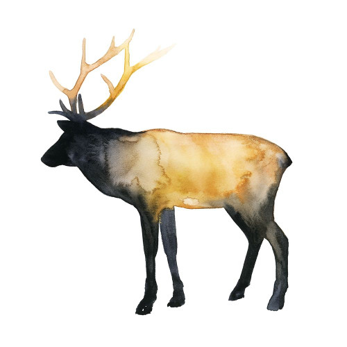 Elk Aglow I Poster Print - Grace Popp