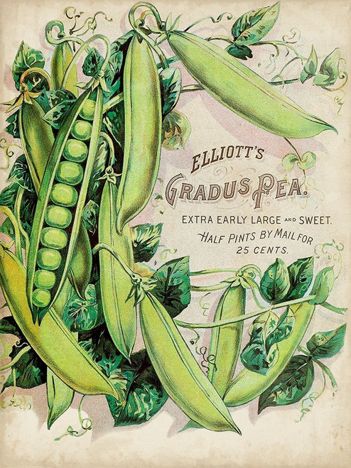 Antique Seed Packets V Poster Print - Unknown