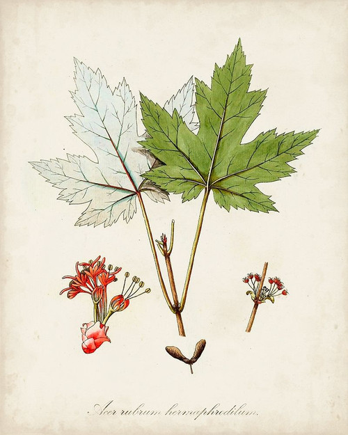 Antique Tree Study I Poster Print - Unknown