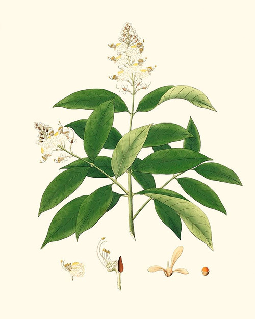 Spring Green Foliage V Poster Print - Unknown