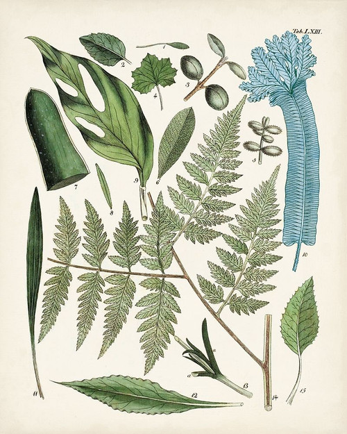 Fanciful Ferns IV Poster Print - Unknown