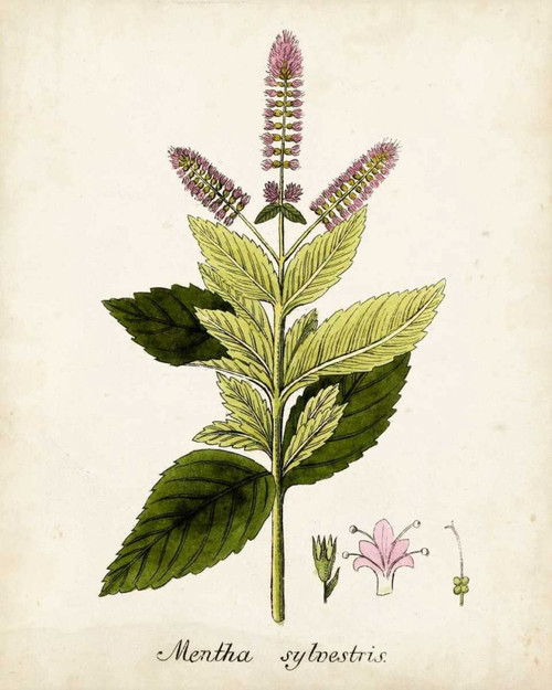 Antique Herb Botanical VI Poster Print - Unknown
