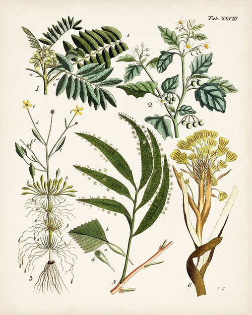 Fanciful Ferns I Poster Print - Unknown