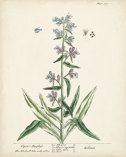 Antique Herbs II Poster Print - Unknown