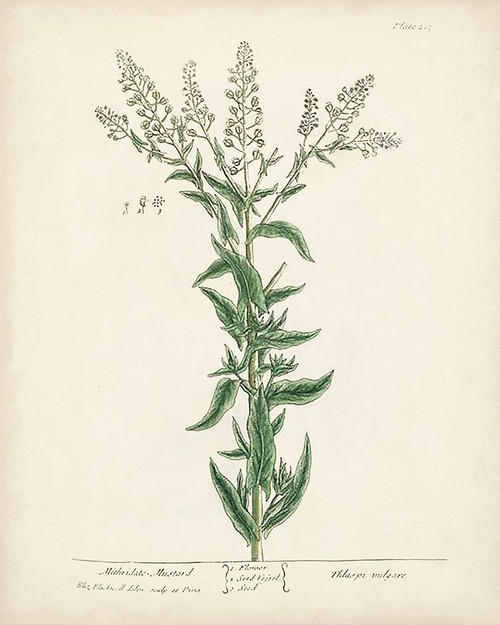 Antique Herbs IV Poster Print - Unknown