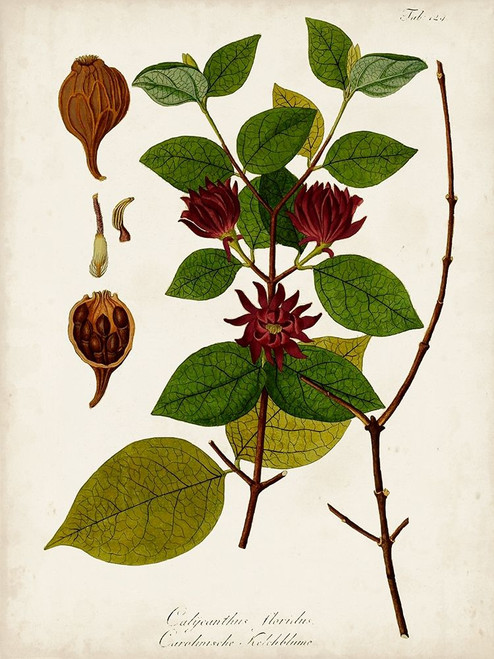 Antique Greenery I Poster Print - Unknown