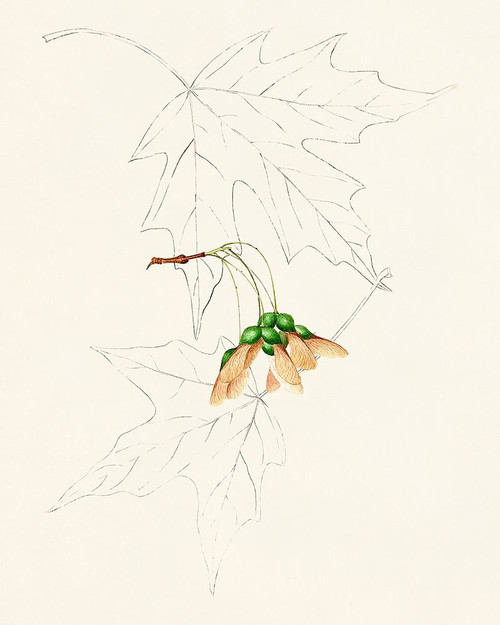 Watercolor Leaf Sketches IV Poster Print - Unknown