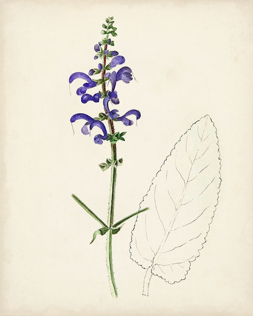 Watercolor Botanical Sketches X Poster Print - Unknown