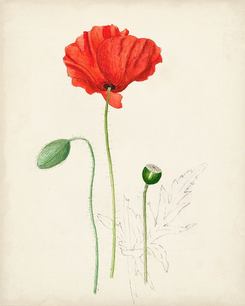 Watercolor Botanical Sketches IX Poster Print - Unknown