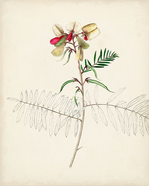 Watercolor Botanical Sketches II Poster Print - Unknown