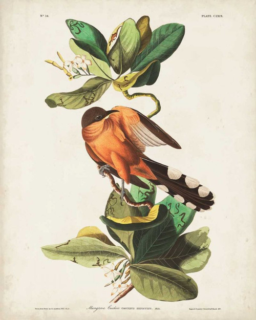 Pl 169 Mangrove Cuckoo Poster Print - John James Audubon
