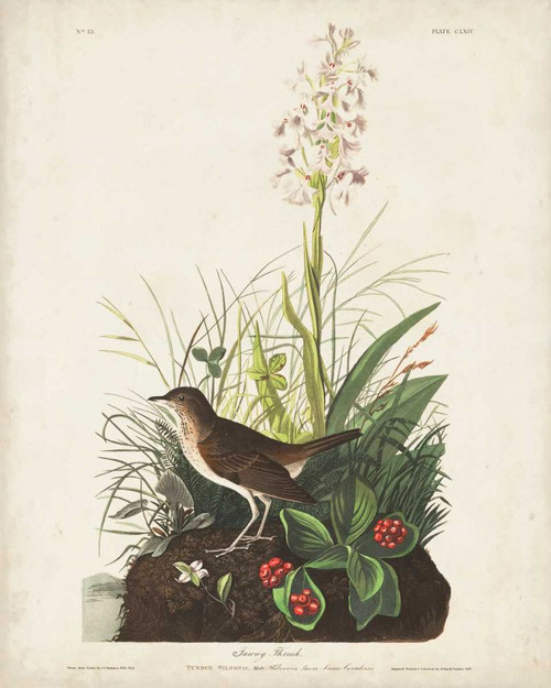 Pl 164 Tawny Thrush Poster Print - John James Audubon
