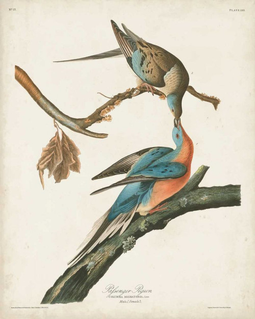 Pl 62 Passenger Pigeon Poster Print - John James Audubon