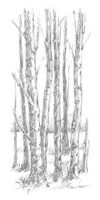 Birch Tree Sketch I Poster Print - Ethan Harper