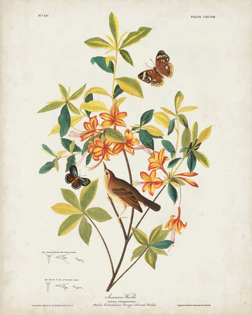 Pl 198 Swainsons Warbler Poster Print - John James Audubon