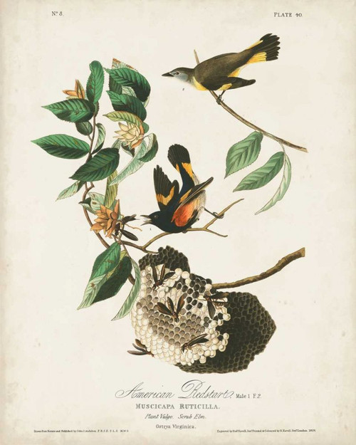 Pl 40 American Redstart Poster Print - John James Audubon