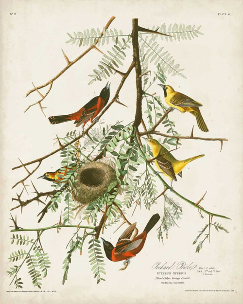 Pl 42 Orchard Oriole Poster Print - John James Audubon