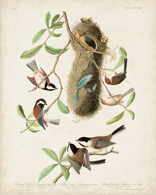 Pl 353 Black-capt Titmouse Poster Print - John James Audubon