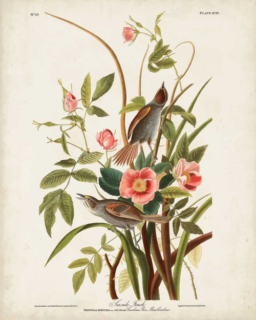 Pl 93 Seaside Finch Poster Print - John James Audubon