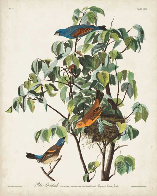 Pl 122 Blue Grosbeak Poster Print - John James Audubon