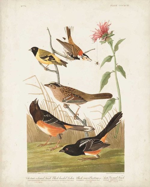 Pl 394 Chestnut Coloured Finch Poster Print - John James Audubon