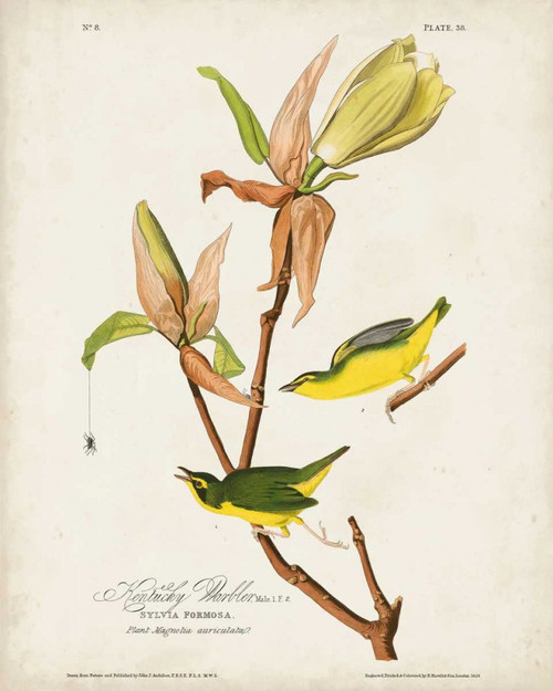 Pl 38 Kentucky Warbler Poster Print - John James Audubon