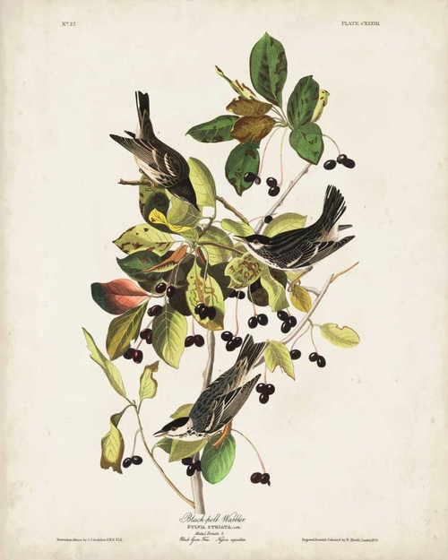 Pl 133 Black Poll Warbler Poster Print - John James Audubon
