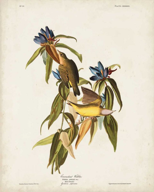Pl 138 Connecticut Warbler Poster Print - John James Audubon