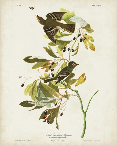 Pl 144 Small Green-crested Flycatcher Poster Print - John James Audubon