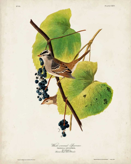 Pl 114 White-crowned Sparrow Poster Print - John James Audubon