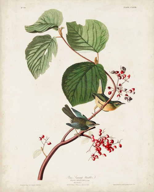 Pl 148 Pine Swamp Warbler Poster Print - John James Audubon