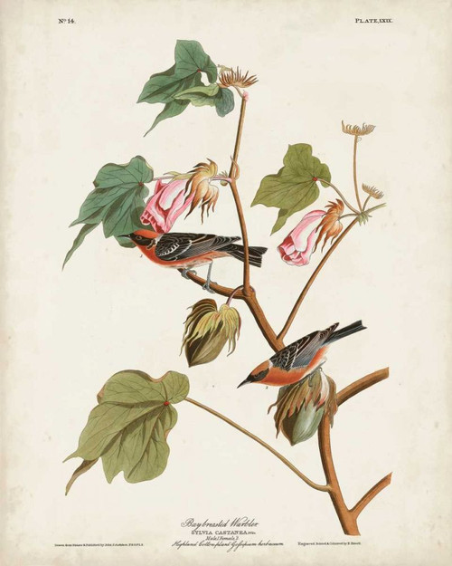 Pl 69 Bay-breasted Warbler Poster Print - John James Audubon