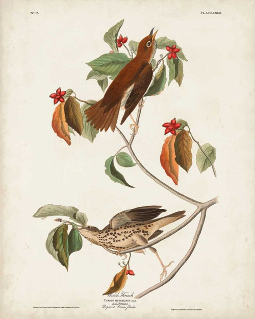 Pl 73 Wood Thrush Poster Print - John James Audubon