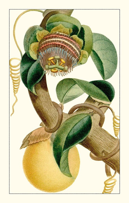Turpin Exotic Botanical VII Poster Print - Turpin