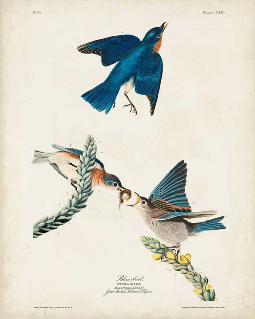 Pl 113 Blue Bird Poster Print - John James Audubon