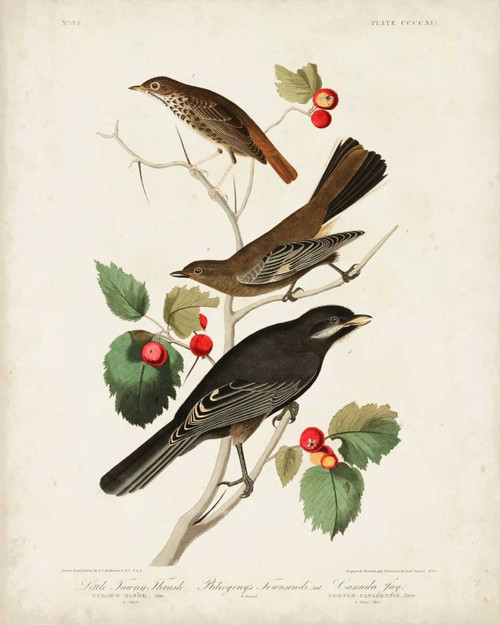 Pl 419 Little Tawny Thrush Poster Print - John James Audubon