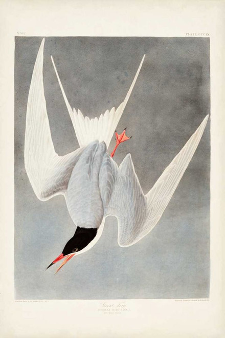 Pl 309 Great Tern Poster Print - John James Audubon