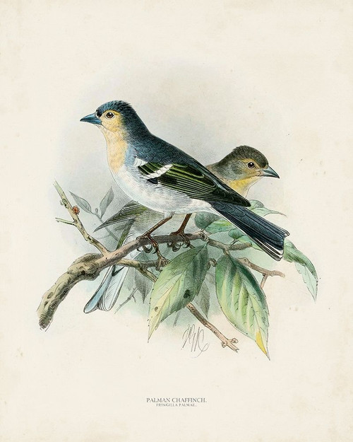 Antique Birds II Poster Print - Unknown
