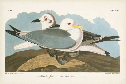 Pl 224 Kittiwake Gull Poster Print - John James Audubon