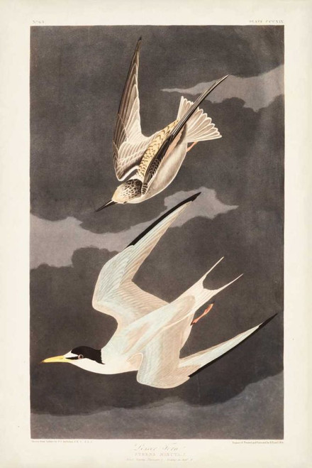 Pl 319 Lesser Tern Poster Print - John James Audubon