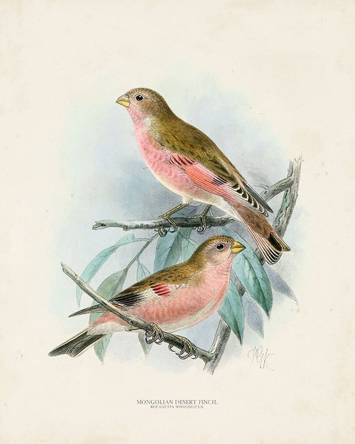 Antique Birds IV Poster Print - Unknown
