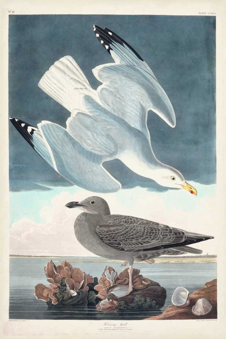 Pl 291 Herring Gull Poster Print - John James Audubon