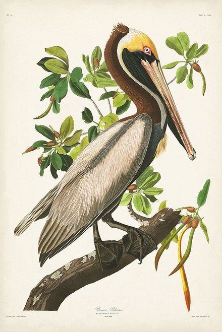 Pl 251 Brown Pelican Poster Print - John James Audubon