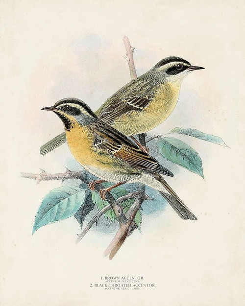 Antique Birds I Poster Print - Unknown