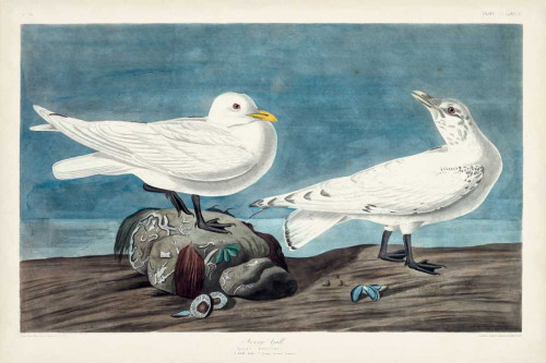 Pl 287 Ivory Gull Poster Print - John James Audubon