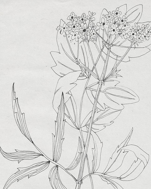 Wild Blossoms II Poster Print - Melissa Wang