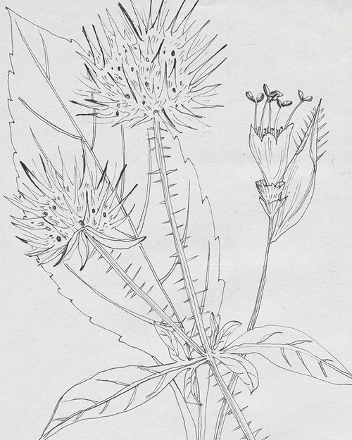 Wild Blossoms I Poster Print - Melissa Wang