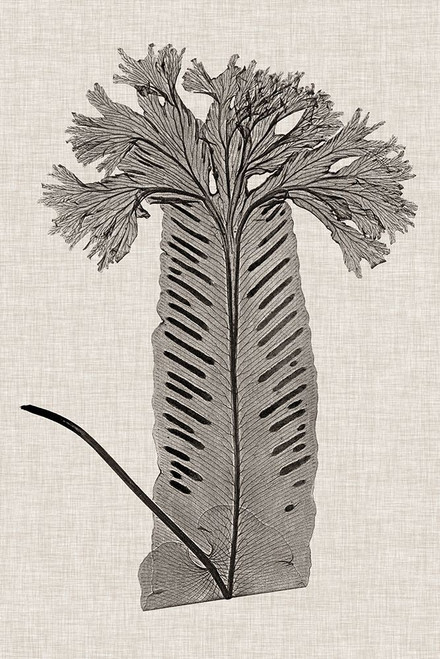 Custom Fern Family V