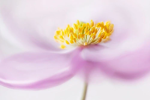 *Anemone* Poster Print - Mandy Disher