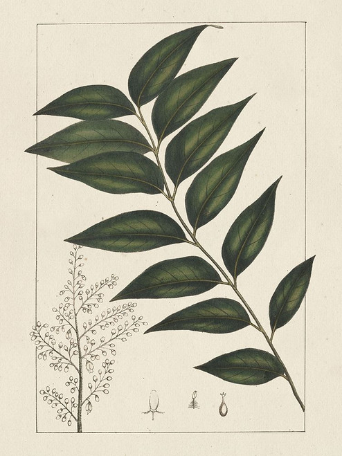 Custom Silva Leaves III